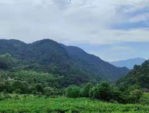 湖北恒峰g22集团英山有机茶厂